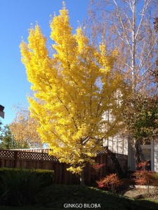 Ginkgo biloba - fall